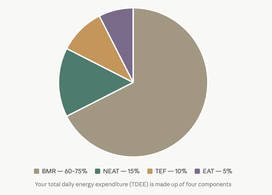 Pie chart to show what your TDEE is made up of - BMR, NEAT, TEF and EAT